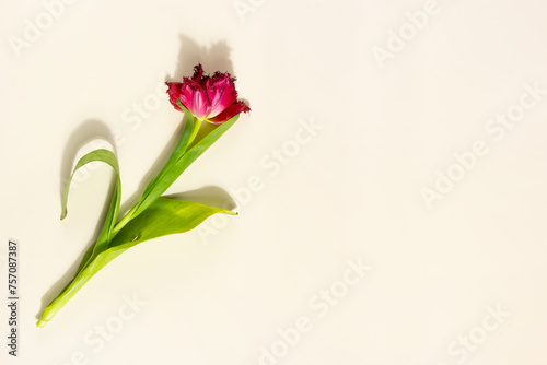 Wilted tulip flower on a light yellow background. Withering concept - Stock photo