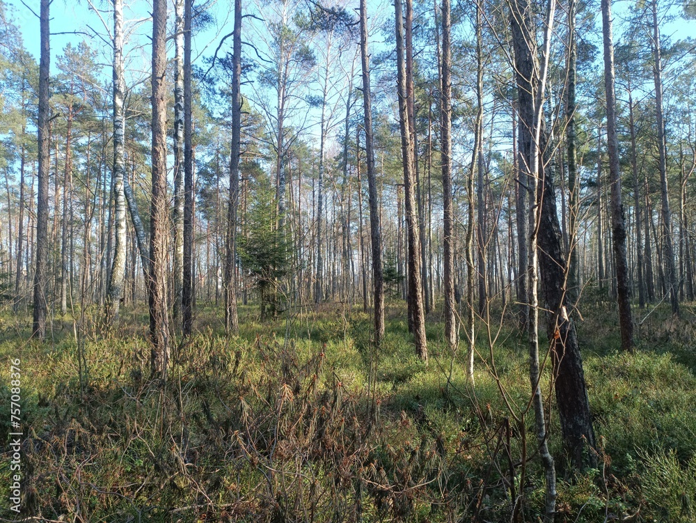 Rekyva forest during sunny summer day. Pine and birch tree woodland. Blueberry bushes are growing in woods. Sunny day without any clouds. Nature. Rekyvos miskas. Rekyva forest during sunny summer day. Pine and birch tree woodland. Blueberry bushes are growing in woods. Sunny day without any clouds. Nature. Rekyvos miskas.