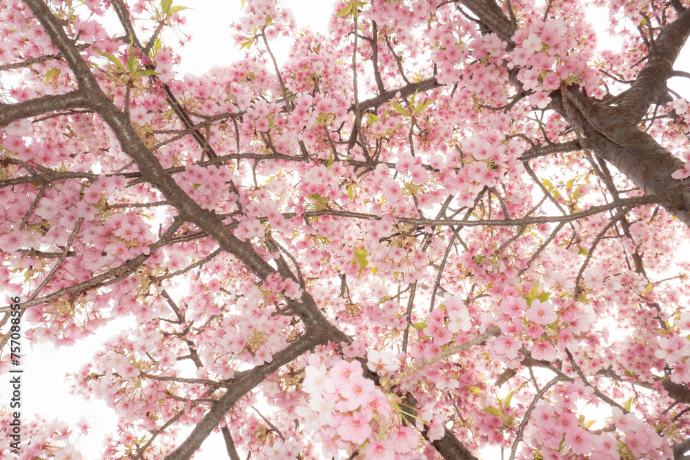 美しい桜