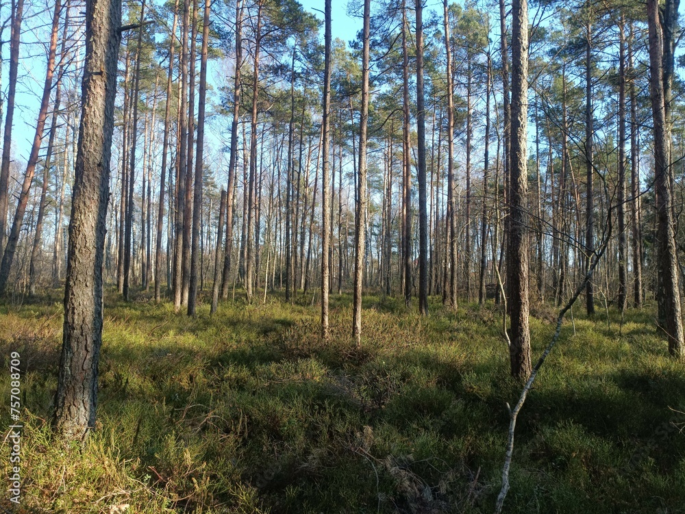Rekyva forest during sunny summer day. Pine and birch tree woodland. Blueberry bushes are growing in woods. Sunny day without any clouds. Nature. Rekyvos miskas. Rekyva forest during sunny summer day. Pine and birch tree woodland. Blueberry bushes are growing in woods. Sunny day without any clouds. Nature. Rekyvos miskas.