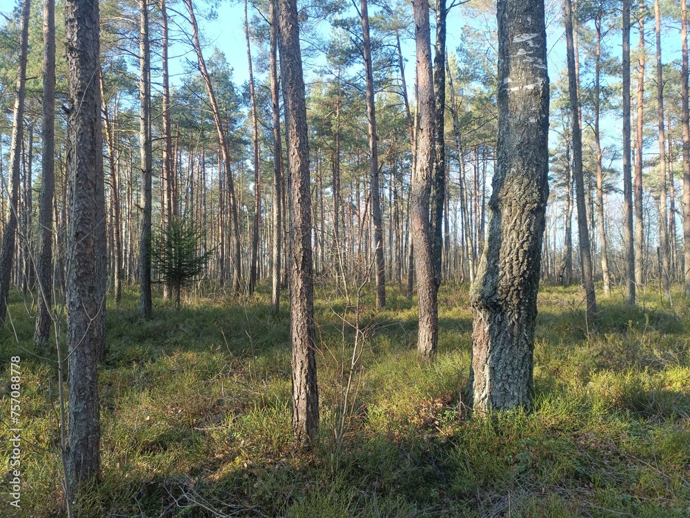 Rekyva forest during sunny summer day. Pine and birch tree woodland. Blueberry bushes are growing in woods. Sunny day without any clouds. Nature. Rekyvos miskas. Rekyva forest during sunny summer day. Pine and birch tree woodland. Blueberry bushes are growing in woods. Sunny day without any clouds. Nature. Rekyvos miskas.