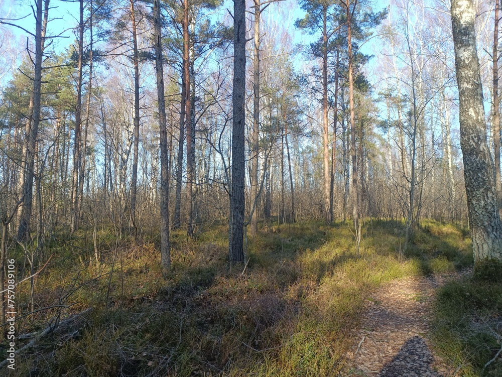 Rekyva forest during sunny summer day. Pine and birch tree woodland. Blueberry bushes are growing in woods. Sunny day without any clouds. Nature. Rekyvos miskas.