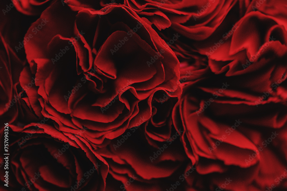Naklejka premium Carnation flowers in red, close up