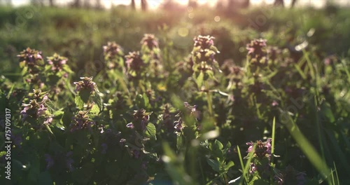 Alternative view super slow motion macro of fresh green grass sprouts and wild flowers in natural environment of countryside field meadow with sunshinning. Green planet and protection of earth. photo