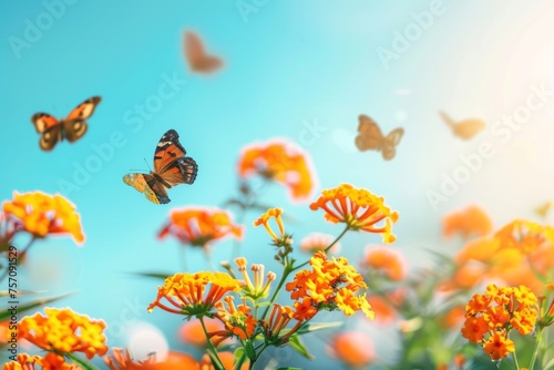 Bright colorful summer spring flower border. Natural landscape with many orange lantana flowers and fluttering butterflies Lycaena phlaeas against blue sky on sunny day. photo