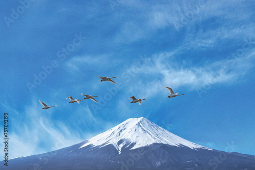 日本で越冬し、シベリアへ北帰行するハクチョウの群れ