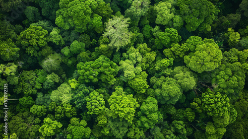 Verdant Treetops Aerial View - Lush Green Forest Canopy