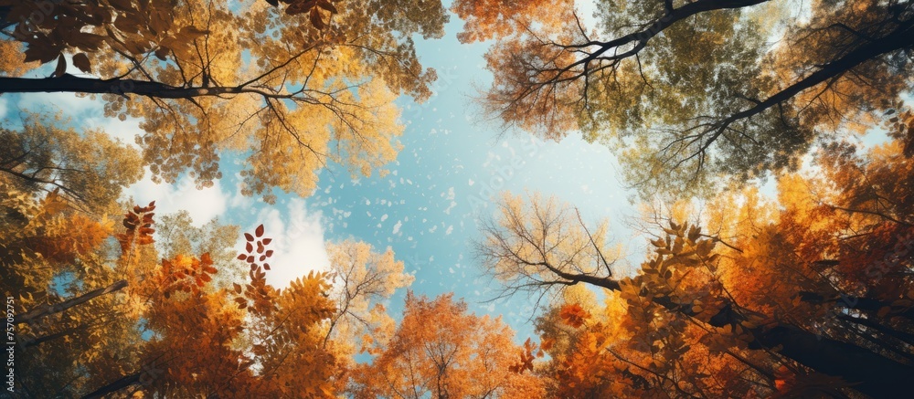 Observing the sky through the autumn trees offers a peaceful and serene view of a natural landscape. The leaves changing colors create a beautiful artwork in the sky