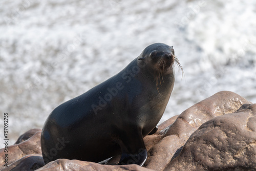 Cape Fur Seals - Arctocephalus pusillus- on the beach of Cape Cross Seal colony, along the skeleton coast of Namibia