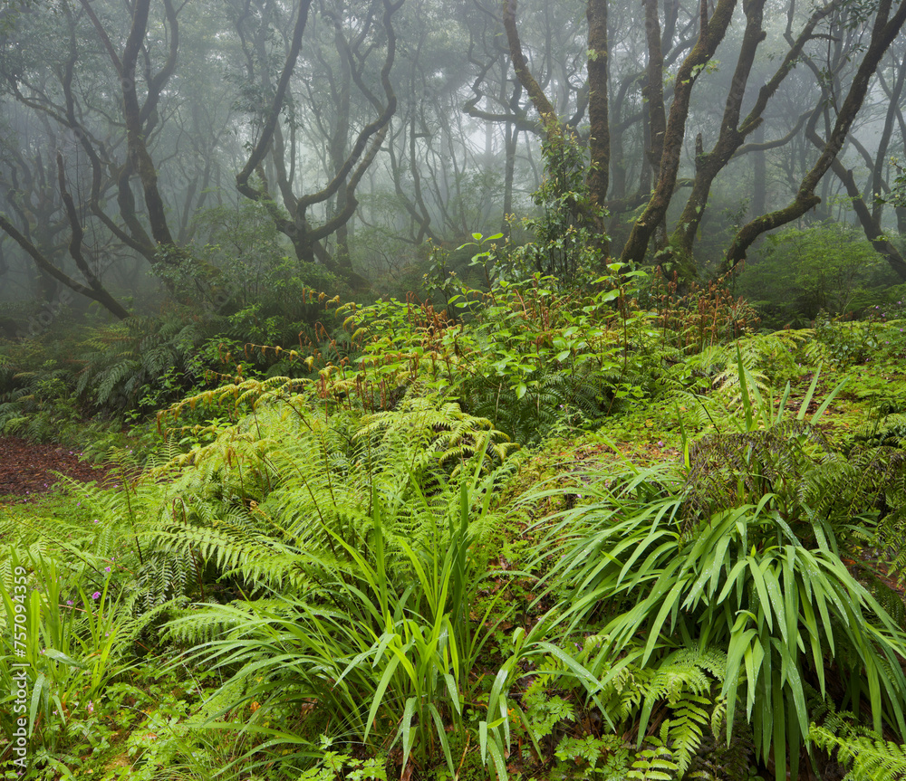 Wald im Regen, Nebel, Vegetation, Caldeirao Verde, Queimados, Madeira, Portugal