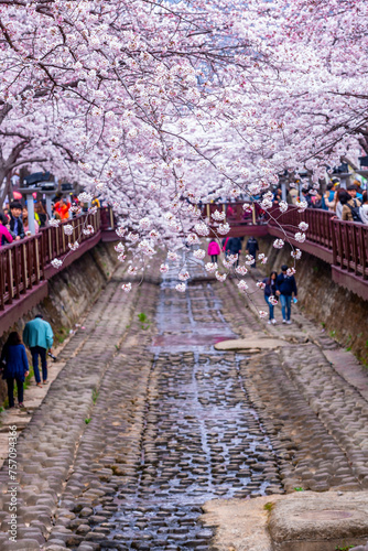 Cherry blossom festival at Yeojwacheon Stream, Jinhae Gunhangje festival, Jinhae, South Korea, Cherry blossom with train in South Korea is the popular cherry blossom, jinhae South Korea.