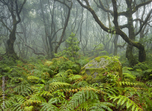 Wald im Regen, Nebel, Farn, Caldeirao Verde, Queimados, Madeira, Portugal photo