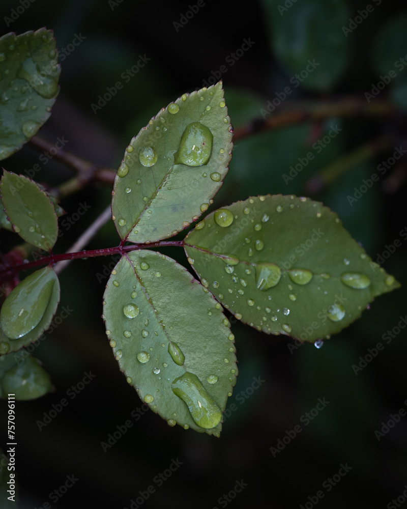 water drops on a leaf water drops on a leaf