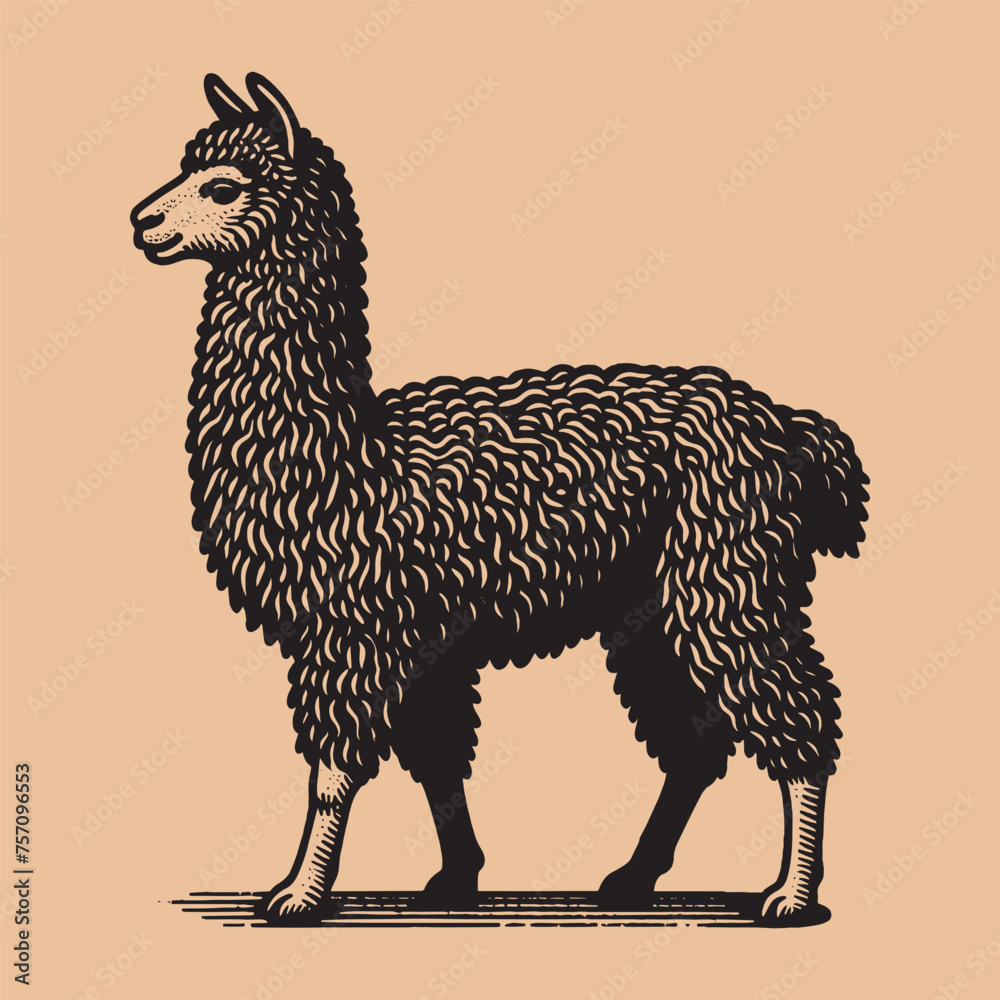 Fototapeta premium Llama, alpaca. Vector black engraving icon, illustration. Vintage retro style logo