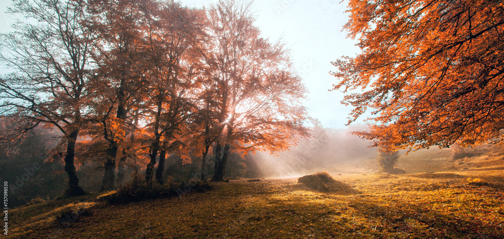 awesome autumn scenery, fantasticc early morning in the forest	