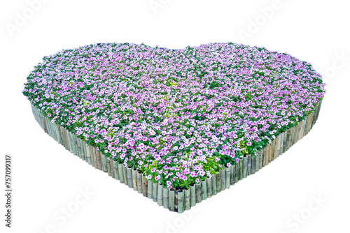 Purple flower bush Decorated in the shape of a heart on a white background.