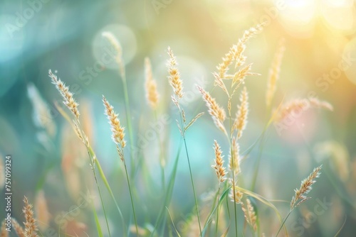 High grass with soft focus and beautiful bokeh, macro. Natural gentle plant background. photo