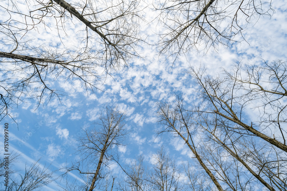 Upward shot with perspective view of blue sky, white clouds and dead branches Upward shot with perspective view of blue sky, white clouds and dead branches