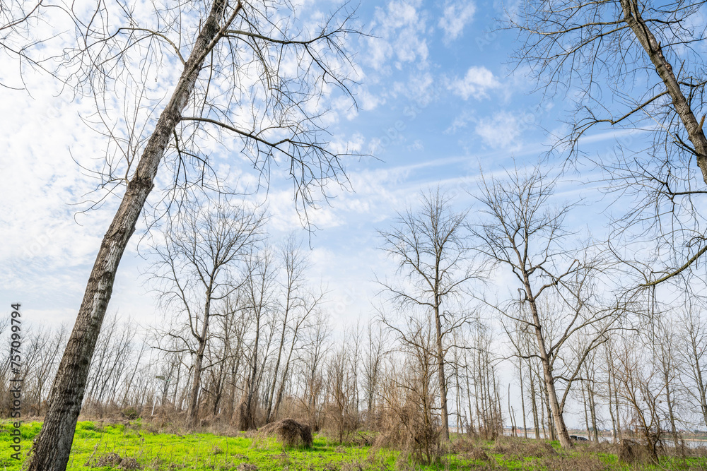 Reviving green grass and bare trees in spring Reviving green grass and bare trees in spring