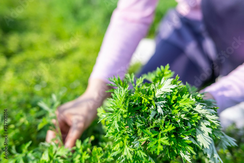 Picking Chinese herbal mugwort in spring