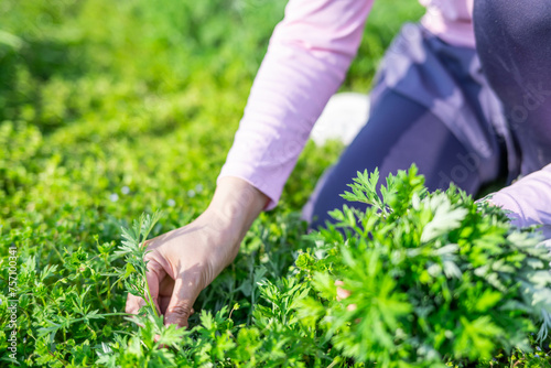 Picking Chinese herbal mugwort in spring