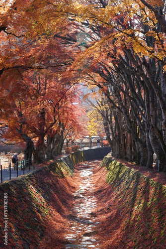 red orange maple leaf tree in row at momiji kairo canal kawaguchiko Japan autumn photo