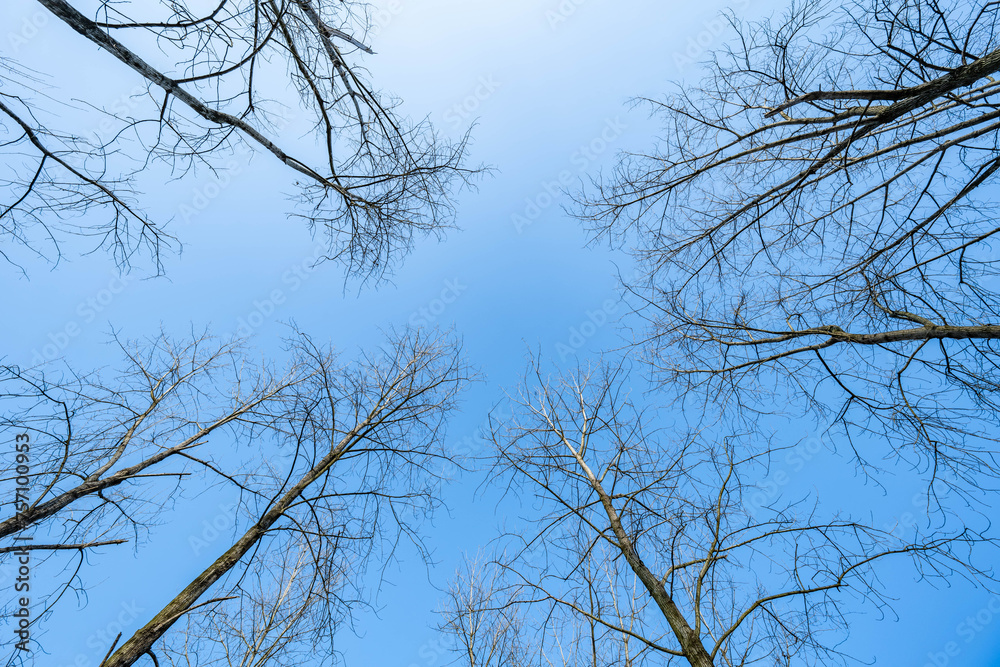 Obraz premium Looking up at the sky and dead branches