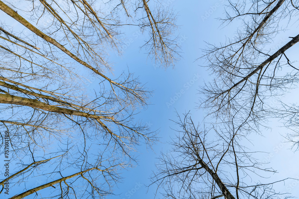 Looking up at the sky and dead branches Looking up at the sky and dead branches