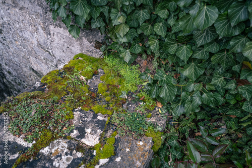 Close-up of Persian ivy (Hedera colchica) leaves and green moss growing or climbing on an old, grey stone wall. Shallow depth of field of evergreen plants for a background, pattern or texture.