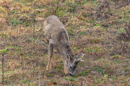 Fototapeta Naklejka Na Ścianę i Meble -  baby deer in the forest