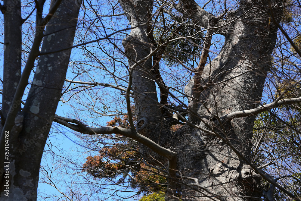 Obraz premium 冬枯れした樹木と青空