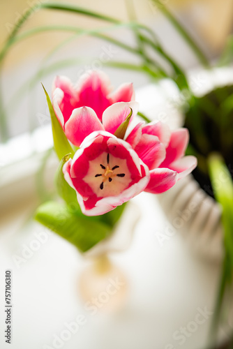 pink tulips in vase