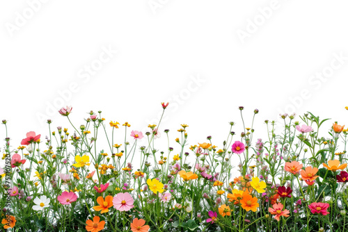 Field of flowers on transparent background