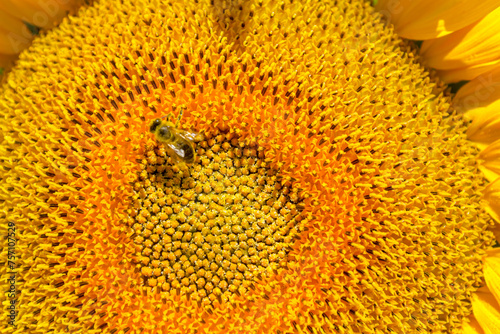 Detail of single bee on the big head of sunflower
