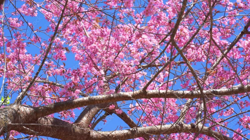 custom made wallpaper toronto digitaltravel in nature concept with pink cherry blossom tree and clear sky in springtime season