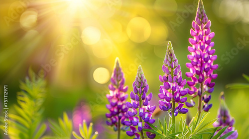 Bright beautiful purple lupines bloom in a field in the rays of the setting sun.