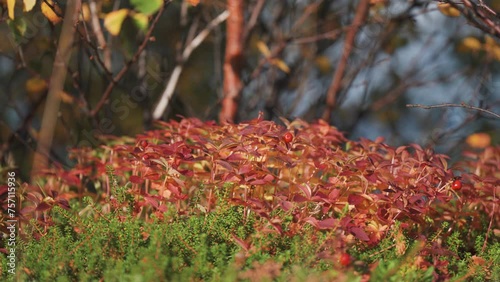 Colorful undergrowth in autumn tundra. Parallax video. Bokeh background. photo