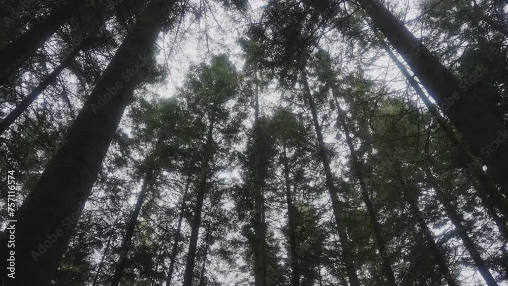 Pine tree tops from below Pine tree tops from below