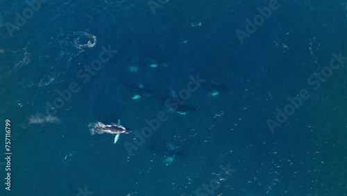 Top down aerial view over pod of humpback whales swimming and spouting together photo