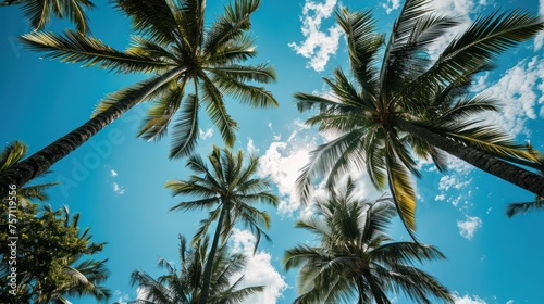 Palm tree blue sky worm eye view low shot photo.