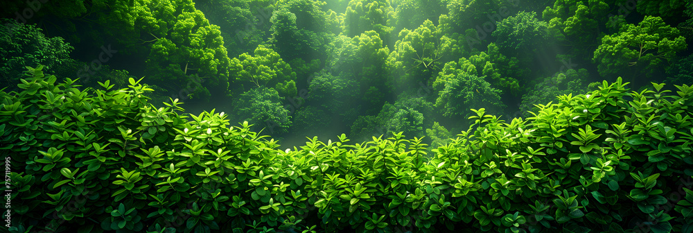 Panoramic views of forests, mountains and ridges - a mystical spectacle of breathtaking views of nature Panoramic views of forests, mountains and ridges - a mystical spectacle of breathtaking views of nature
