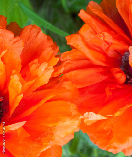 Blooming red poppy flowers.