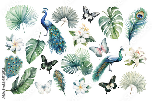 watercolor peacocks birds, feathers, butterflies and tropical leaves set hand drown illustration