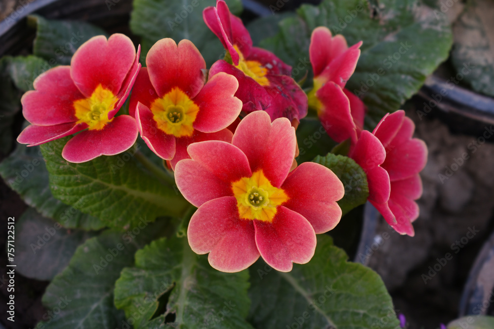 Primrose (primula vulgaris) first spring flower blossoming in march. Red primrose in spring. Red primroses flowers closeup Primrose (primula vulgaris) first spring flower blossoming in march. Red primrose in spring. Red primroses flowers closeup