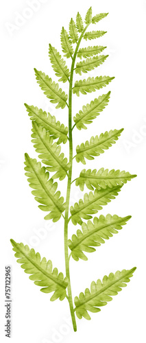 Branch of Green Leaf watercolor style for Decorative Element