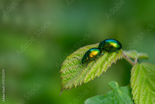 Chrysochus auratus, the dogbane beetle, is a member of the leaf beetle subfamily Eumolpinae With its characteristic metallic green body photo