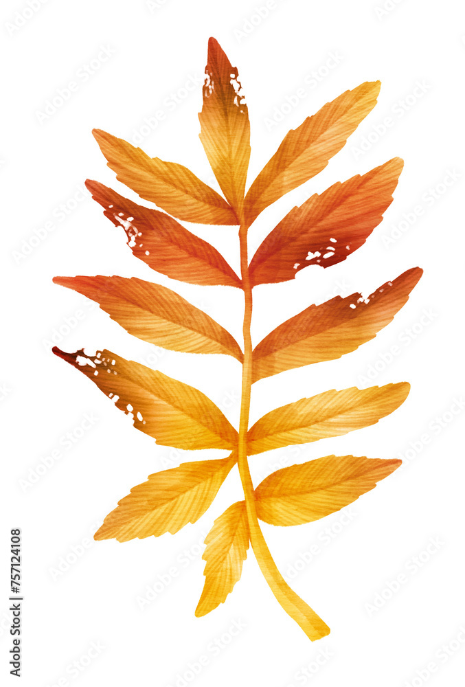 Branch of autumn orange Leaf  watercolor style for Decorative Element