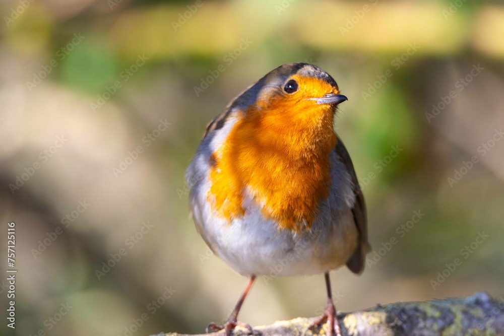 European robin perching on tree branch and singing.Small, cute and colourful bird in british woodland. European robin perching on tree branch and singing.Small, cute and colourful bird in british woodland.