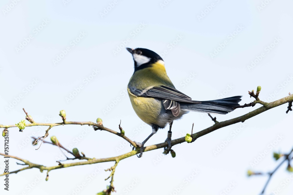 European robin perching on tree branch and singing.Small, cute and colourful bird in british woodland. European robin perching on tree branch and singing.Small, cute and colourful bird in british woodland.