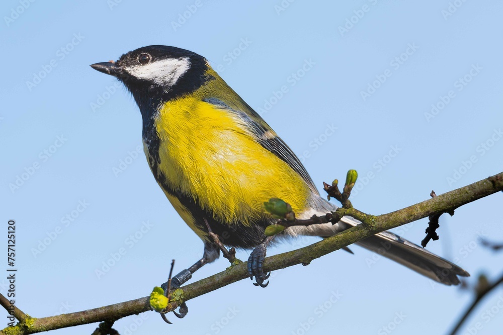Fototapeta premium European robin perching on tree branch and singing.Small, cute and colourful bird in british woodland.
